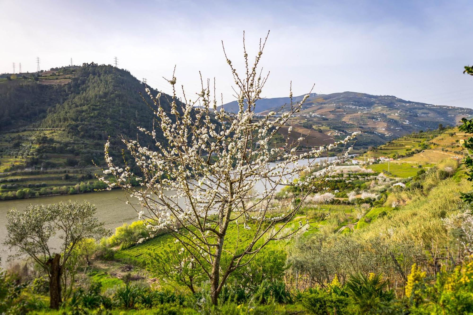Fraga Douro House, Douro Valley Resende Ngoại thất bức ảnh